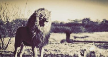 Sou um Leão, Não Sou um Cão: um Sporting Cada Vez Menos Dono de Si Próprio