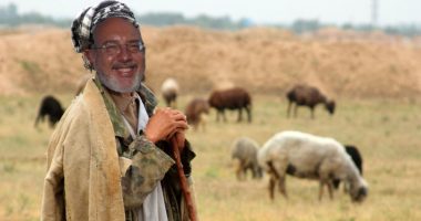 AG’s para carneiros – o modelo favorito do Dr. Rogério