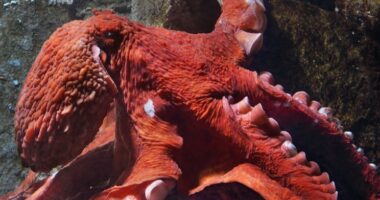 Como o Leão enfrentou (ou não) o Polvo