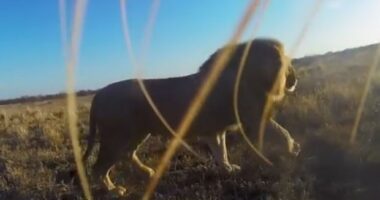 Sonhos de Seda, Realidade de Serapilheira