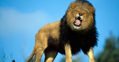 Ao contrário dos ratos, UM LEÃO NUNCA SE VERGA!