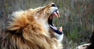 Uma polarização “estristosférica”