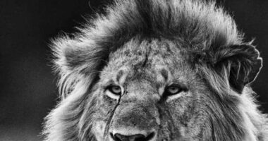 Oh Sócio! Regulariza-te!