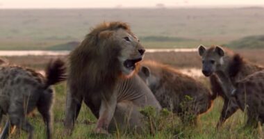 Leões e Hienas