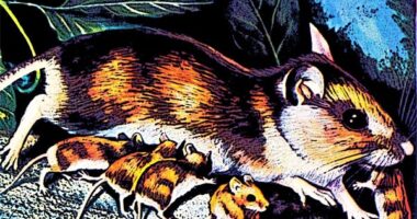 Os ratos que se protegem entre eles no Sporting