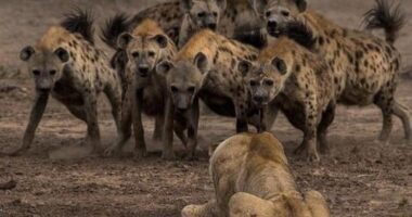 Eles estão de volta