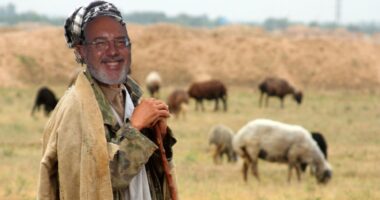 AG’s para carneiros – o modelo favorito do Dr. Rogério