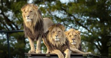 A Diferença Está no Sorriso