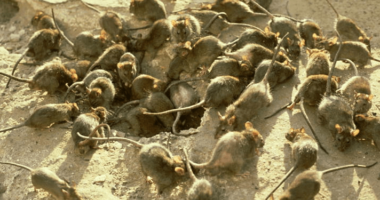 A montanha pariu um rato