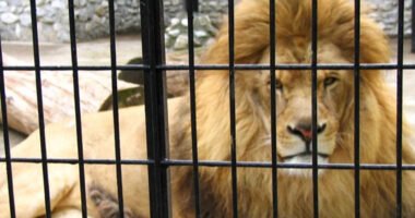 Leões na gaiola