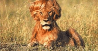 Elegância e Etiqueta