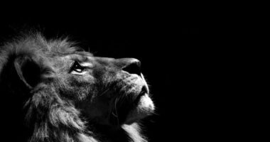 Memorando ao Sportinguista desiludido