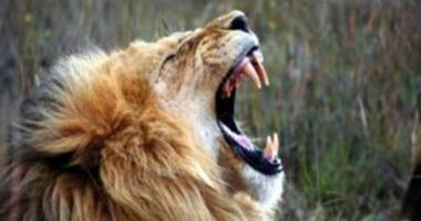 Sporting Clube de Portugal