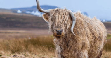 Cornos Mansos, Erguei-vos!